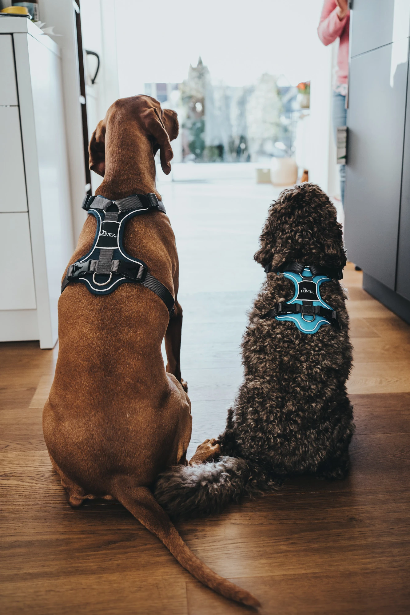 Hunter Divo hundesele S-M lyseblå/grå just mave 52-68 cm - Fleksibel støtte og komfort